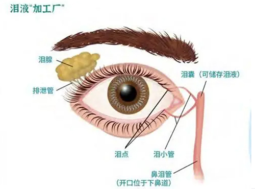 双眼皮泪腺脱垂.jpg 双眼皮泪腺脱垂.jpg